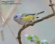 Green Shrike Babbler 700.jpg