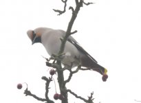 Holmethorpe CP Bohemian Waxwing 1.jpg