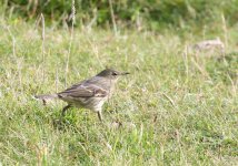 2010-10-18 Anglesey Rock Pipit small.jpg