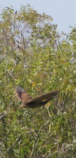 American Bittern, Moonshine Bay Lake O FL, Oct 6 2010, 1a.jpg