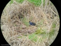 DSCN0529 Black-backed Swamphen.jpg