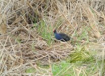 DSCN0529 Black-backed Swamphen 1.jpg