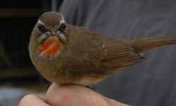 DSCN3392 S Rubythroat 1st w F bf.jpg