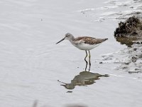 IMG_8240_Greenshank.jpg