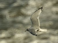 Common_Gull_Girdle_Ness_231010d.jpg