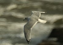 Common_Gull_Girdle_Ness_231010e.jpg