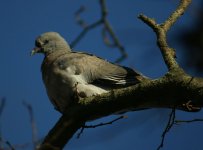 Woodpigeon_Torry_231010a.jpg