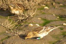 Twite 101110 DSCN3486.jpg