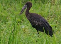 African Open-billed Stork.jpg