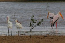 African Spoonbills.jpg