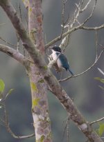 5.CollaredKingfisher.jpg