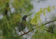 Dwarf Bittern.jpg