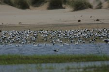 Mixed Tern roost.jpg