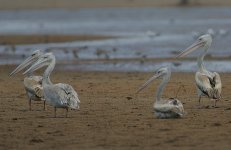 Pink-backed Pelicans.jpg