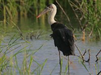 Woolly-necked Stork.jpg