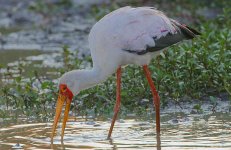 Yellow-billed Stork.jpg