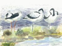 Avocette.JPG