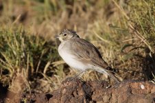 Shore Lark iran 1.jpg