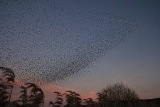 starling roost 3a.jpg