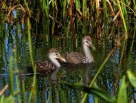 whimbrel_8427.jpg