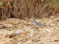 IMG_8491_Buff-breasted Sandpiper.jpg