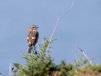 IMG_8601_Stonechat.jpg