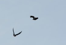 Chough4.jpg