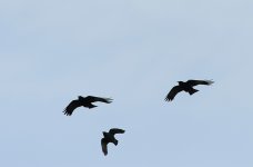 Chough5.jpg