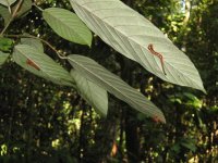 Danum tiger leeches.jpg