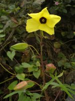 DSCN2874 black-eyed yellow flower.jpg