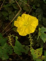 DSCN2875 round crinkly yellow flower bf.jpg