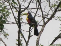 Red-bellied Toucan IMG_5765.JPG