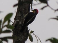 Yellow-fronted Woodpecker IMG_5670.JPG