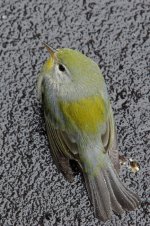 898-northern-parula.jpg