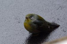 899-northern-parula.jpg