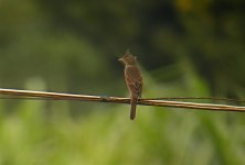 DSCN3135 Crested Bunting LV.jpg