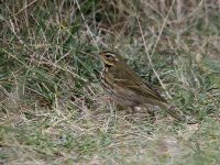 Olive-backed-Pipit-8949.jpg