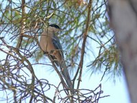 L1380106_Azure-winged Magpie.jpg