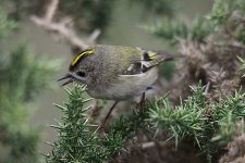 Goldcrest-8964.jpg