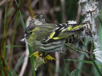 Siskin-8897.jpg