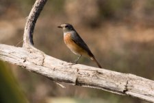 1Redstart 1 (UNT) Cape St.Vincent 1410101.jpg