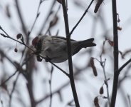 redpoll18.jpg