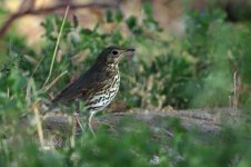 Song Thrush.jpg