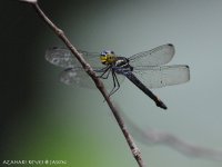 JAY_0552 Dragonfly.jpg