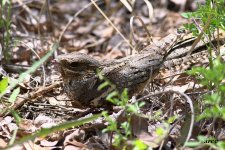 European Nightjar.jpg