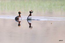 Horned Grebe.jpg