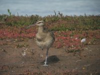 whimbrelkyo.jpg