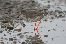 redshank040260a.jpg