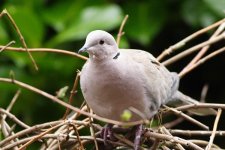 044_CollardDove.jpg