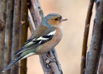 Chaffinch7.jpg